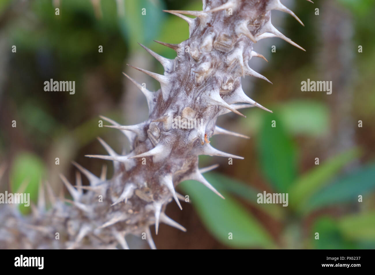 tree trunk with spikes / thorns for protection  - Stock Photo