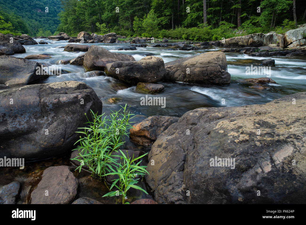 American water-willow (Justicia americana) and boulders in Maury River in western Virginia in mid-June. Stock Photo
