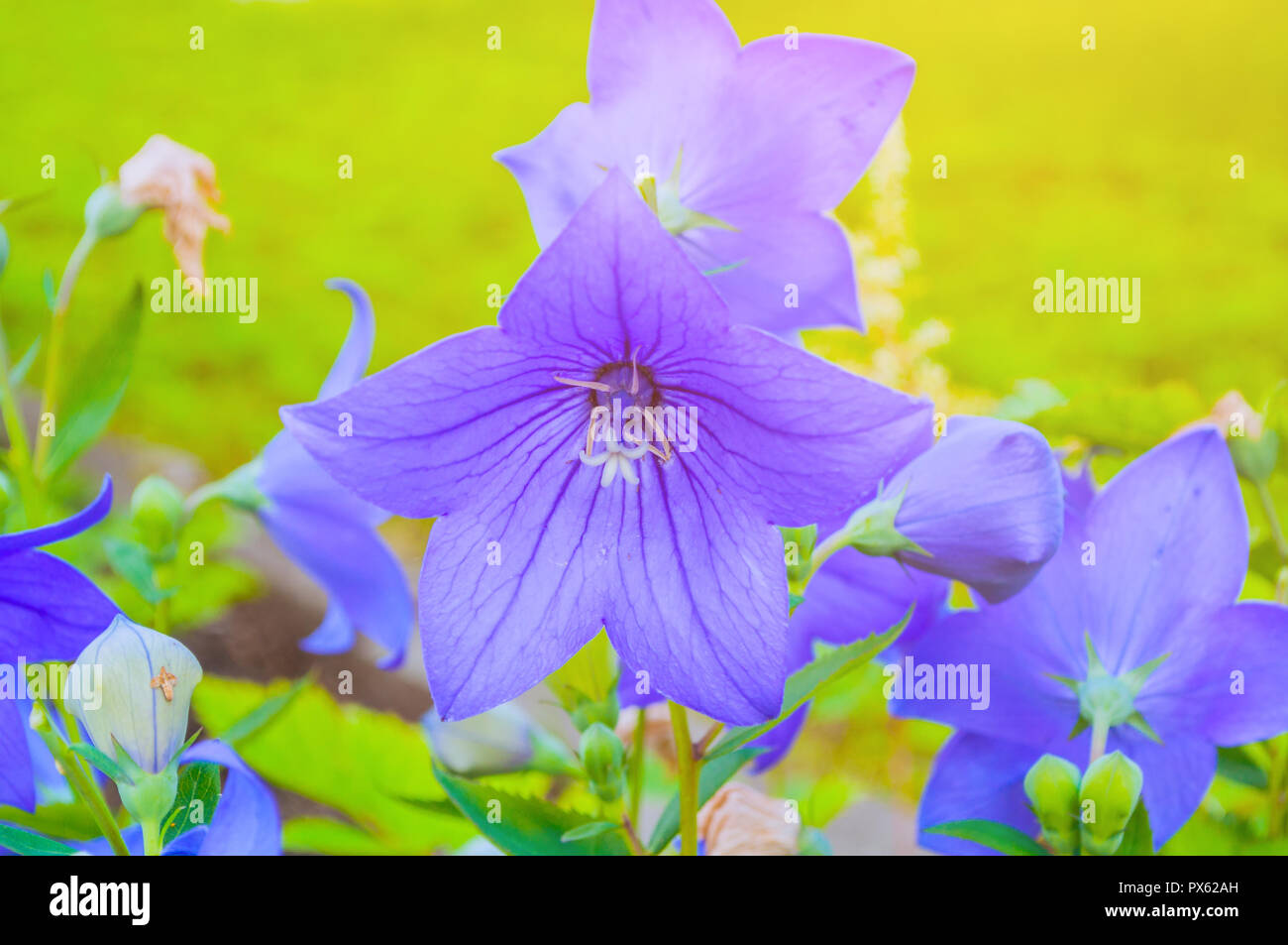 Bellflowers - Platycodon grandiflorus - in the meadow. It is commonly known as common balloon flower or balloon flower Stock Photo