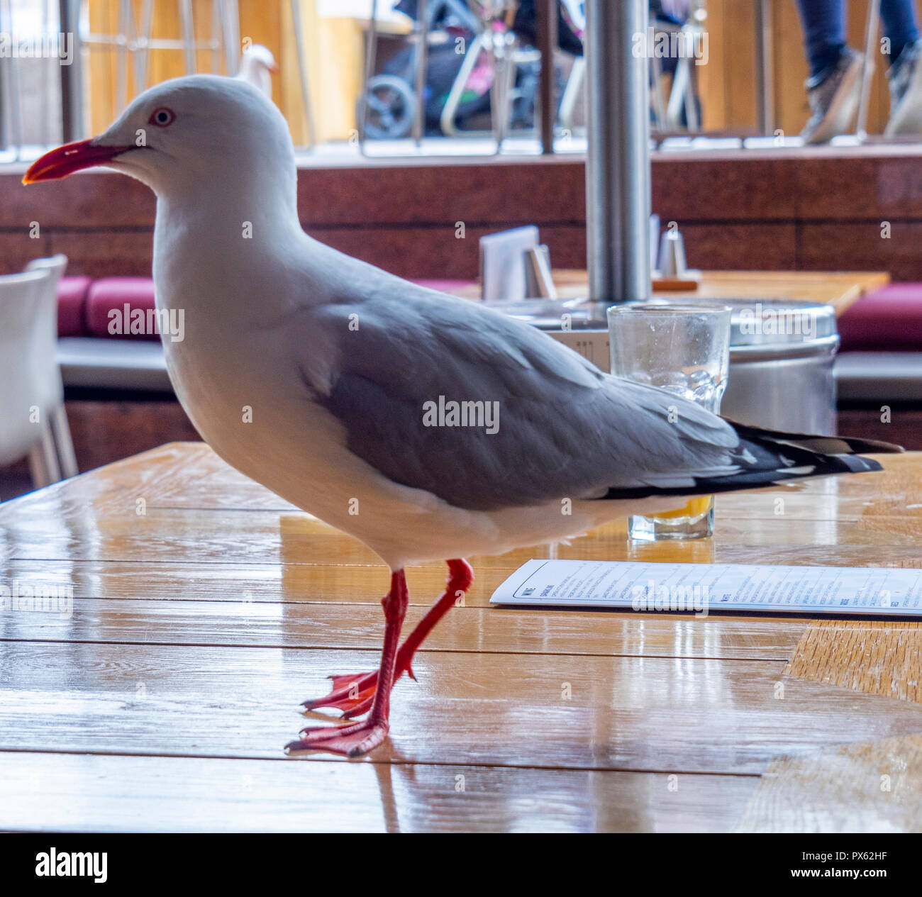 Seagull on a table looking for food scraps at Opera Kitchen restaurant Circular Quay Sydney NSW Australia. Stock Photo