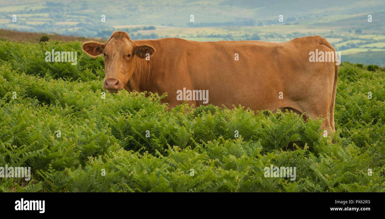 Red poll cow in ferns with farmland in background Stock Photo