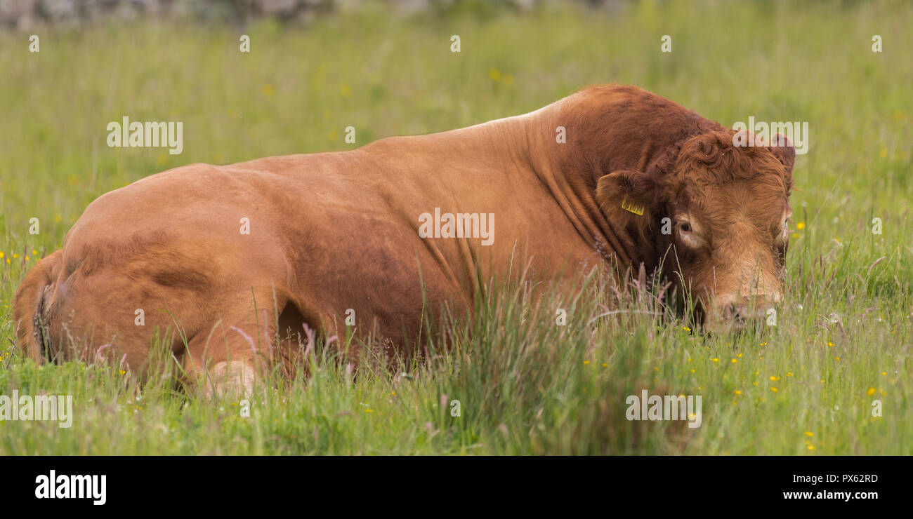 Simmental bull resting in summer pasture on organic farm Stock Photo