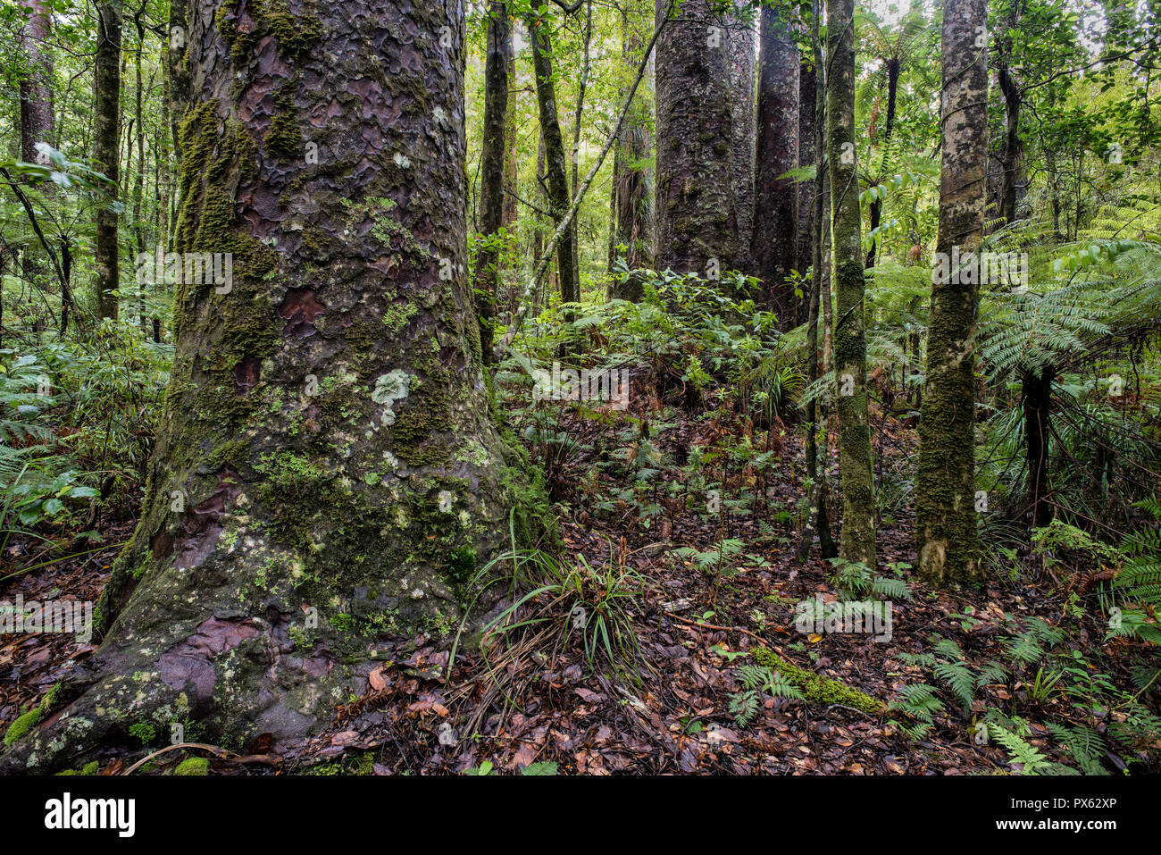 Old-growth forest of New Zealand kauri trees (Agathis australis), ferns, and bromeliads in the Waipoua Forest in Northland, New Zealand. Kauri trees a Stock Photo
