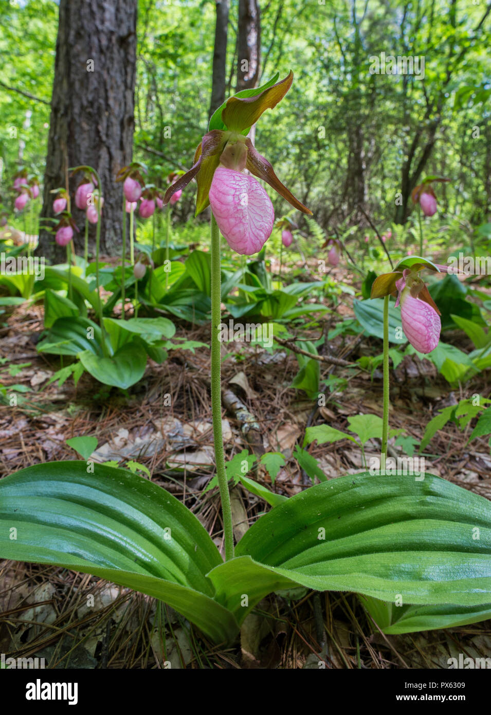 YELLOW LADYSLIPPER …the easiest Lady Slipper | Eastern Plant