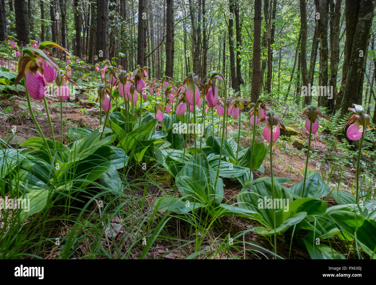 Pink lady slipper orchids (Cypripedium acaule), also called Moccasin