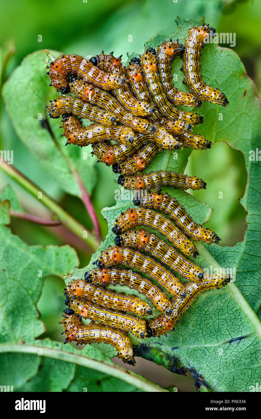 Larvae of redhumped caterpillar moth (Schizura concinna) hiding on underside of oak leaf