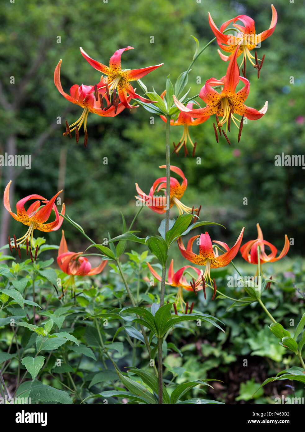 Multiple flowers on Turk's cap lily plant--a native wildflower growing in a garden in central Virginia. Stock Photo