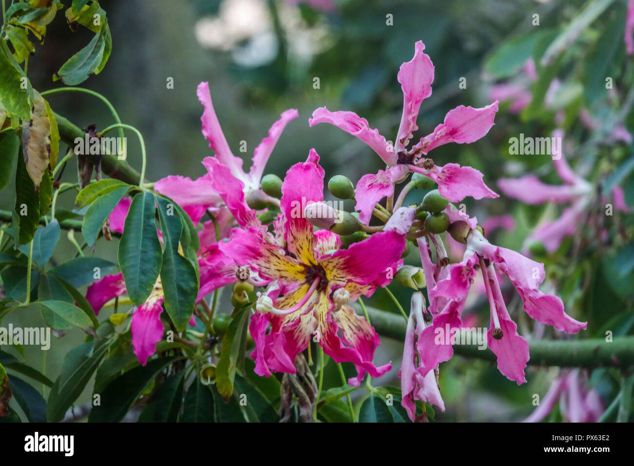 Flowers of Silk Floss Tree, Ceiba speciosa, Palma de Mallorca, Spain Stock Photo