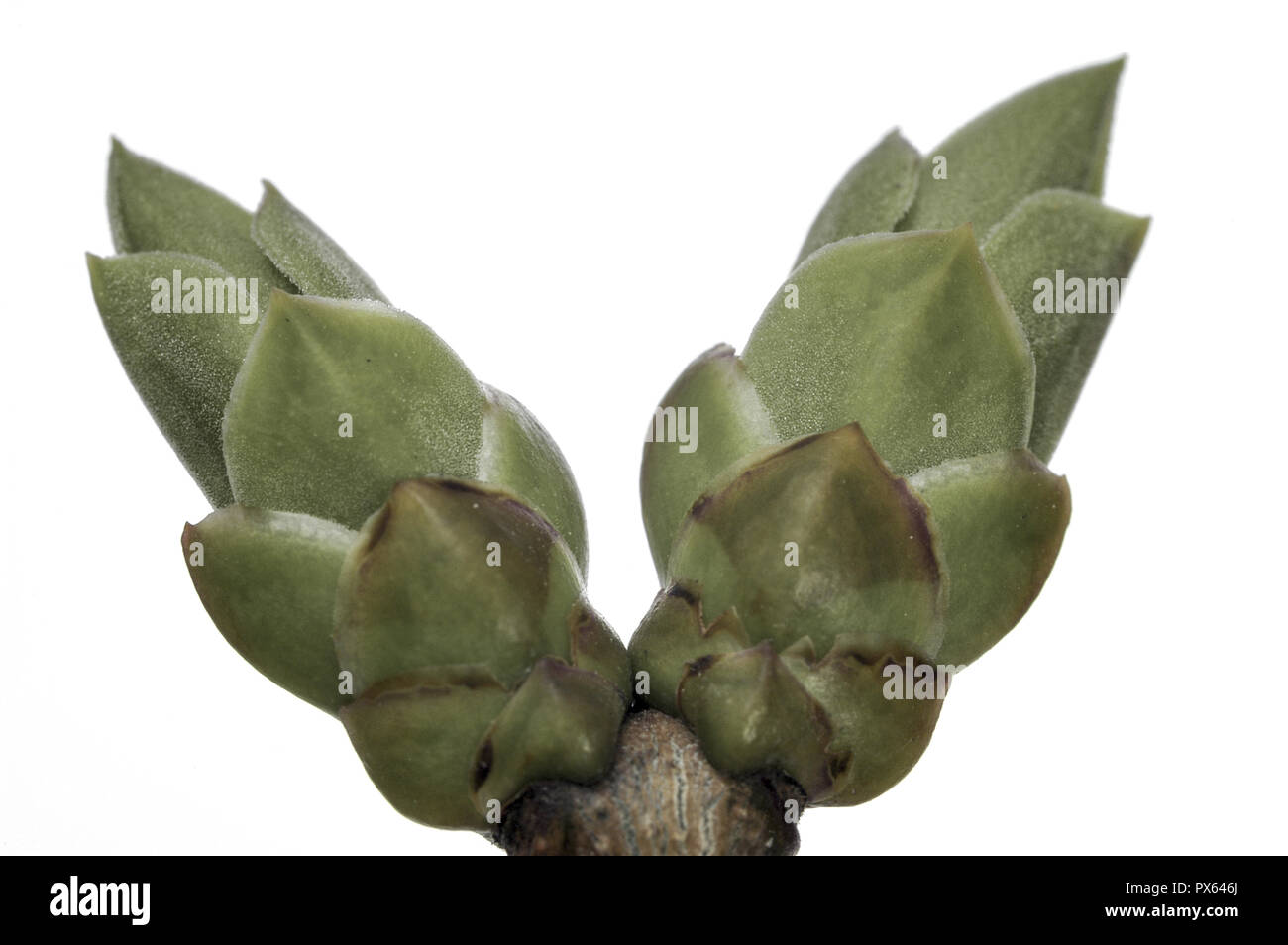 Syringa burgeon Stock Photo