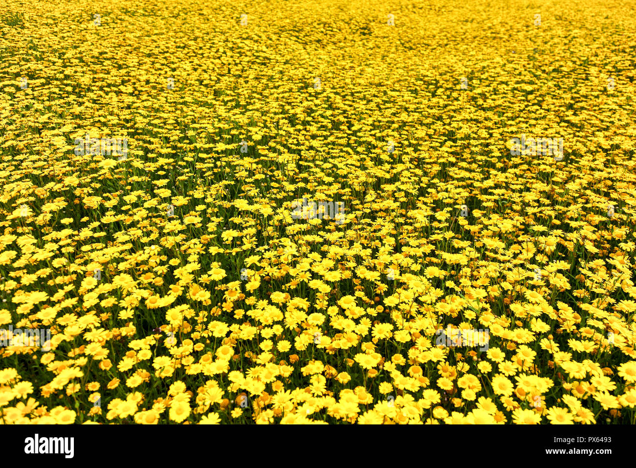 Yellow Corn Marigold (Glebionis segetum) flowers in a field at St. Just in Penwith, Cornwall, England, UK Stock Photo