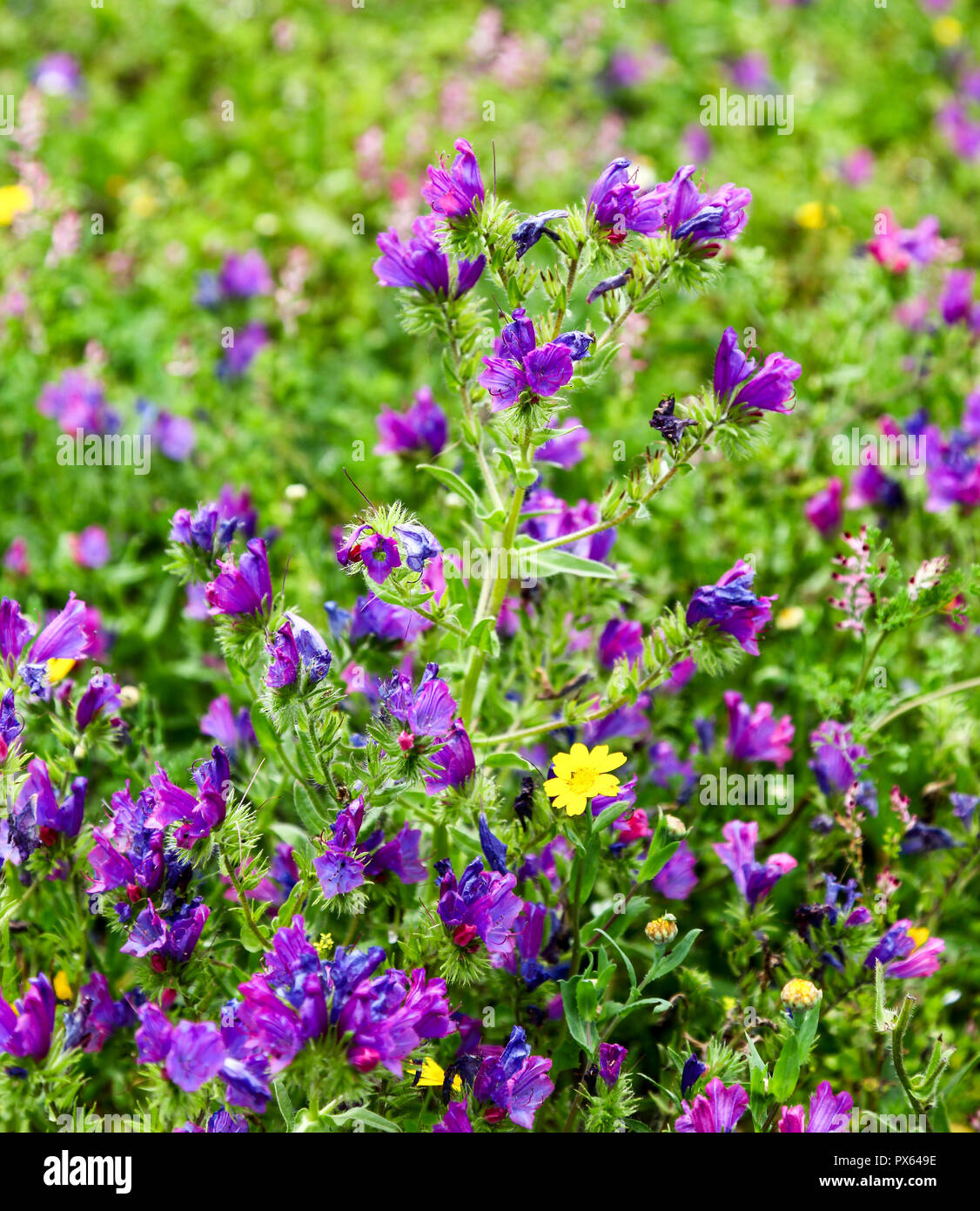 Viper’s-bugloss (Echium vulgare) and Yellow Corn Marigold (Glebionis segetum) flowers in a field at St. Just in Penwith, Cornwall, England, UK Stock Photo