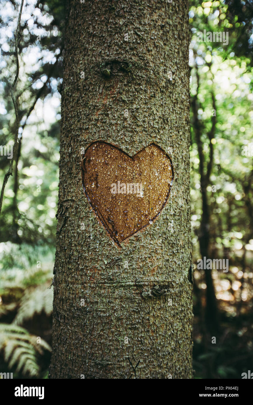 Heart Carved into a tree trunk. Heart shaped carving with blank space for names in autumnal woodland landscape. Stock Photo