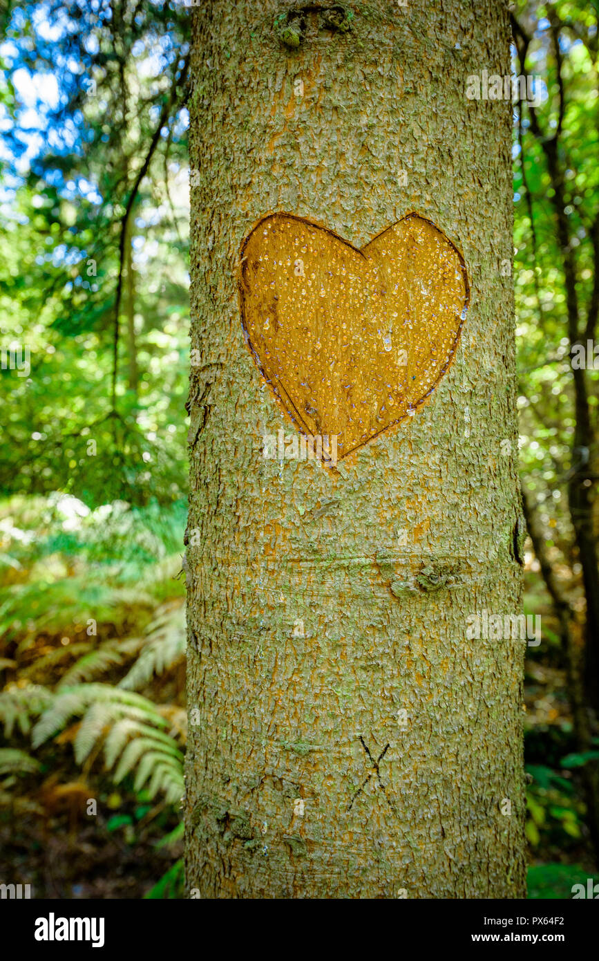 Heart Carved into a tree trunk. Heart shaped carving with blank space for names in autumnal woodland landscape. Stock Photo