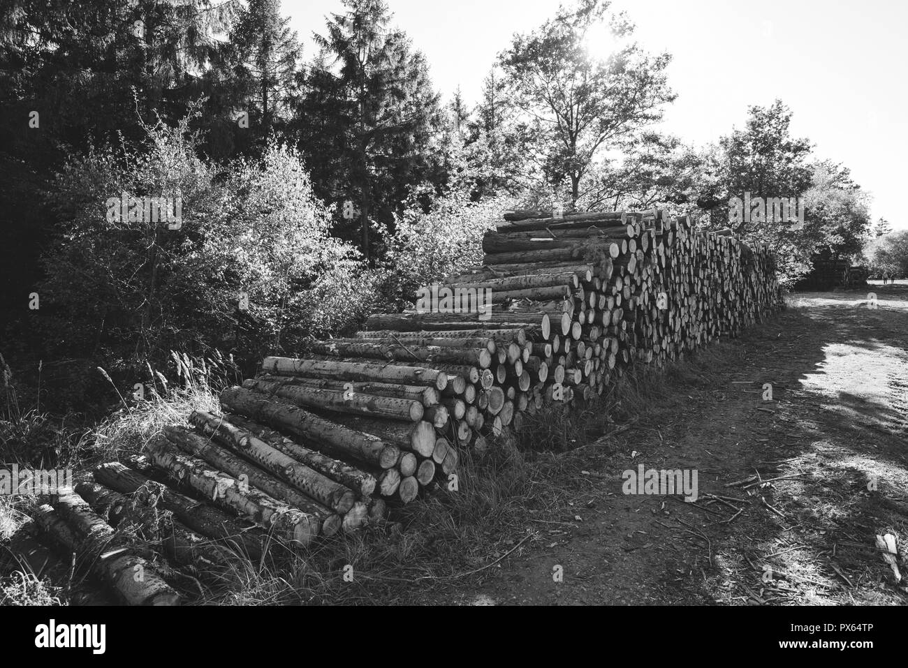 Cut Logs piled in stack/wall woodland scenery. Logging industry