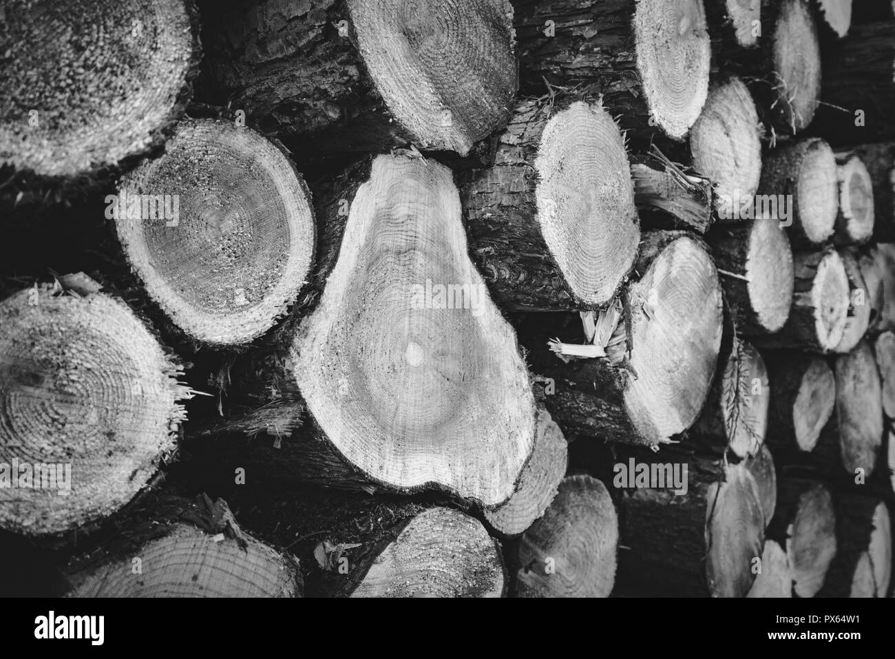 Cut Logs piled in stack/wall woodland scenery. Logging industry