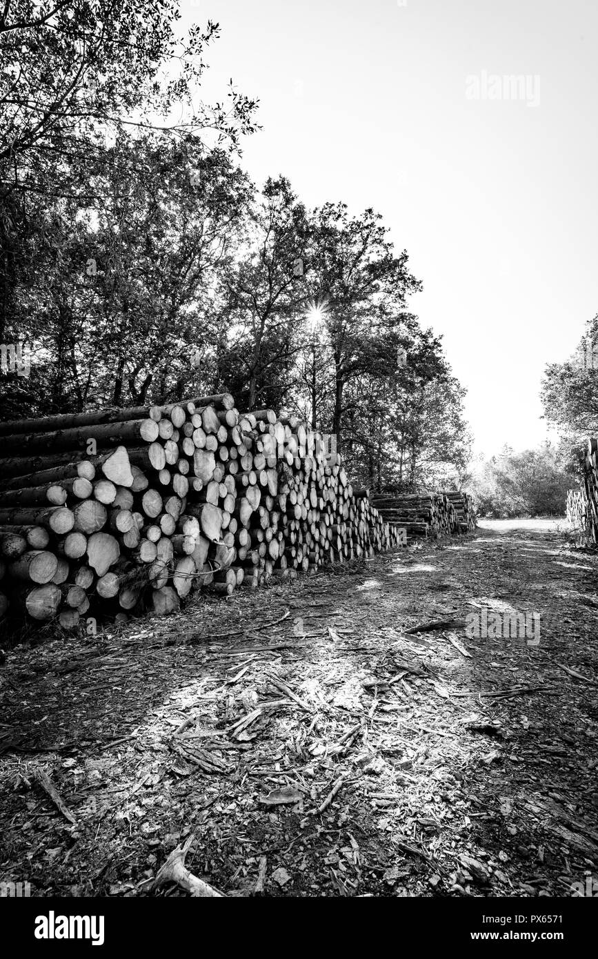 Cut Logs piled in stack/wall. Logging industry/Decoration Stock Photo
