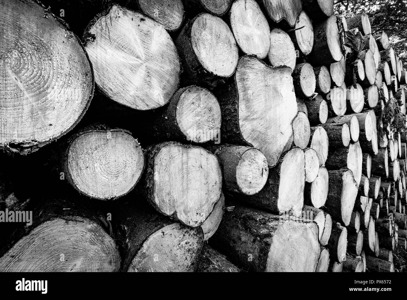 Cut Logs piled in stack/wall. Logging industry/Decoration Stock Photo