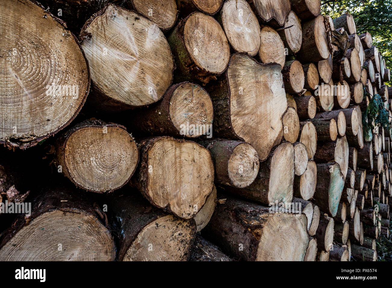 Cut Logs piled in stack/wall. Logging industry/Decoration Stock Photo