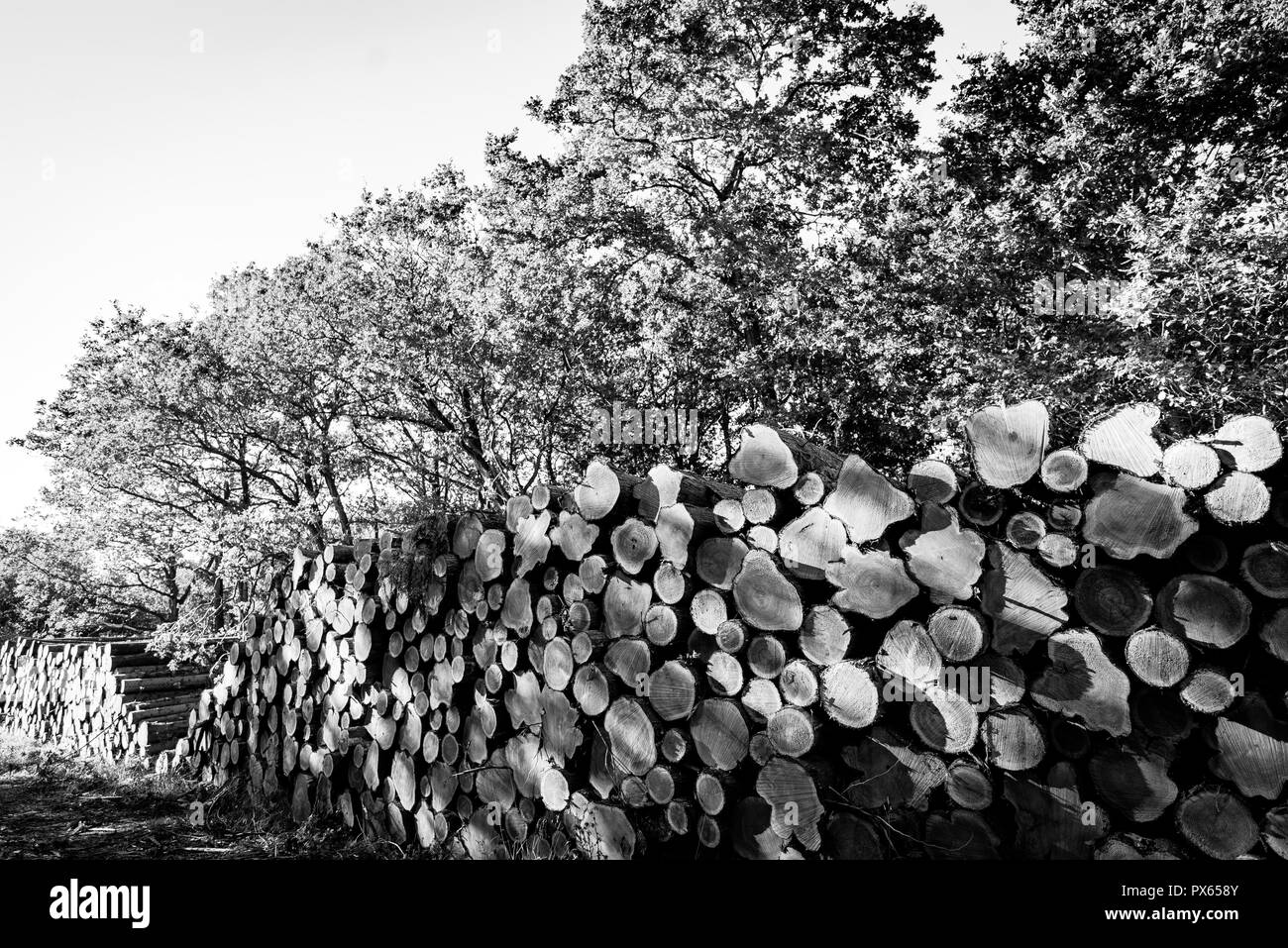 Cut Logs piled in stack/wall. Logging industry/Decoration Stock Photo