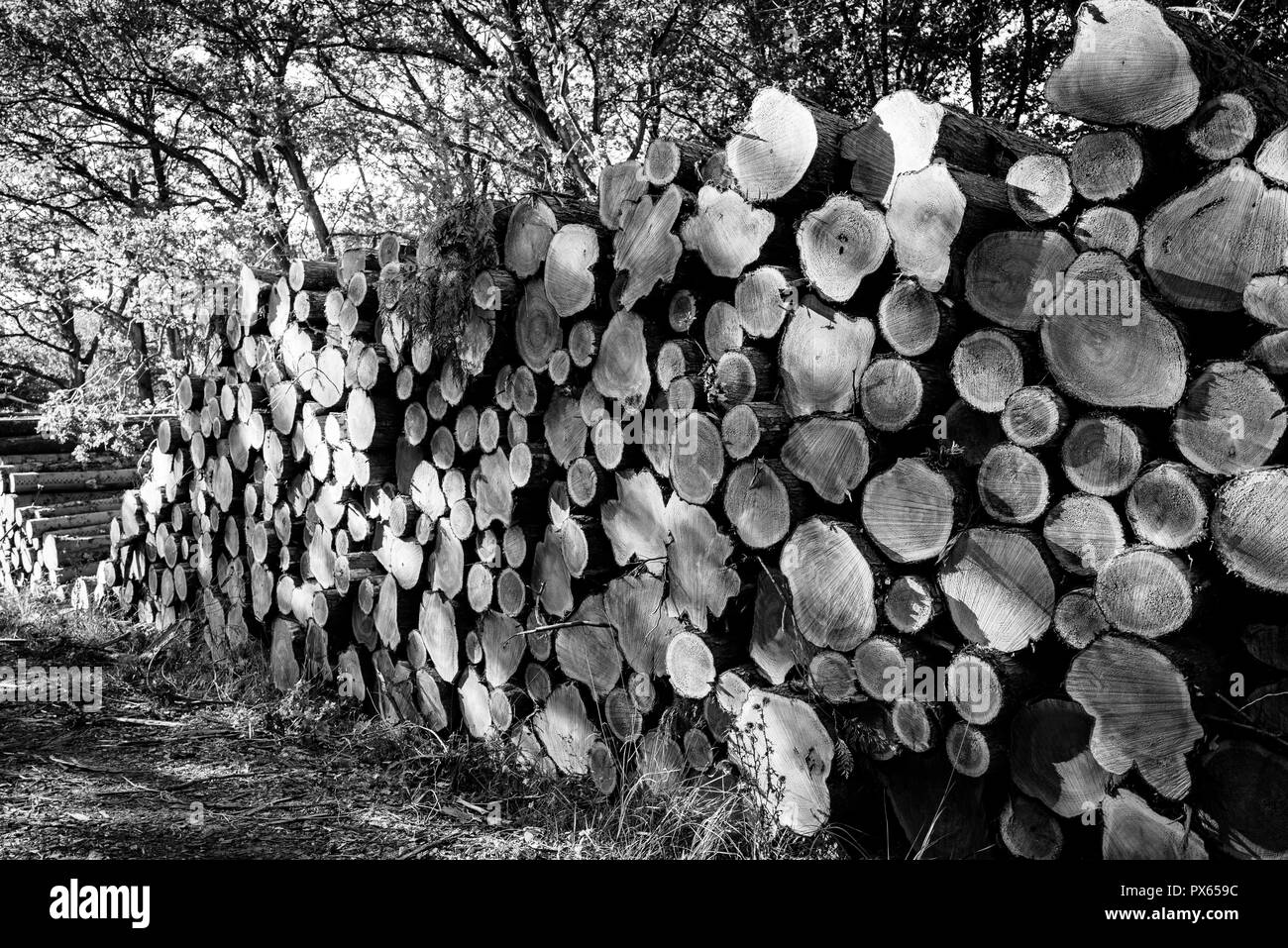 Cut Logs piled in stack/wall. Logging industry/Decoration Stock Photo