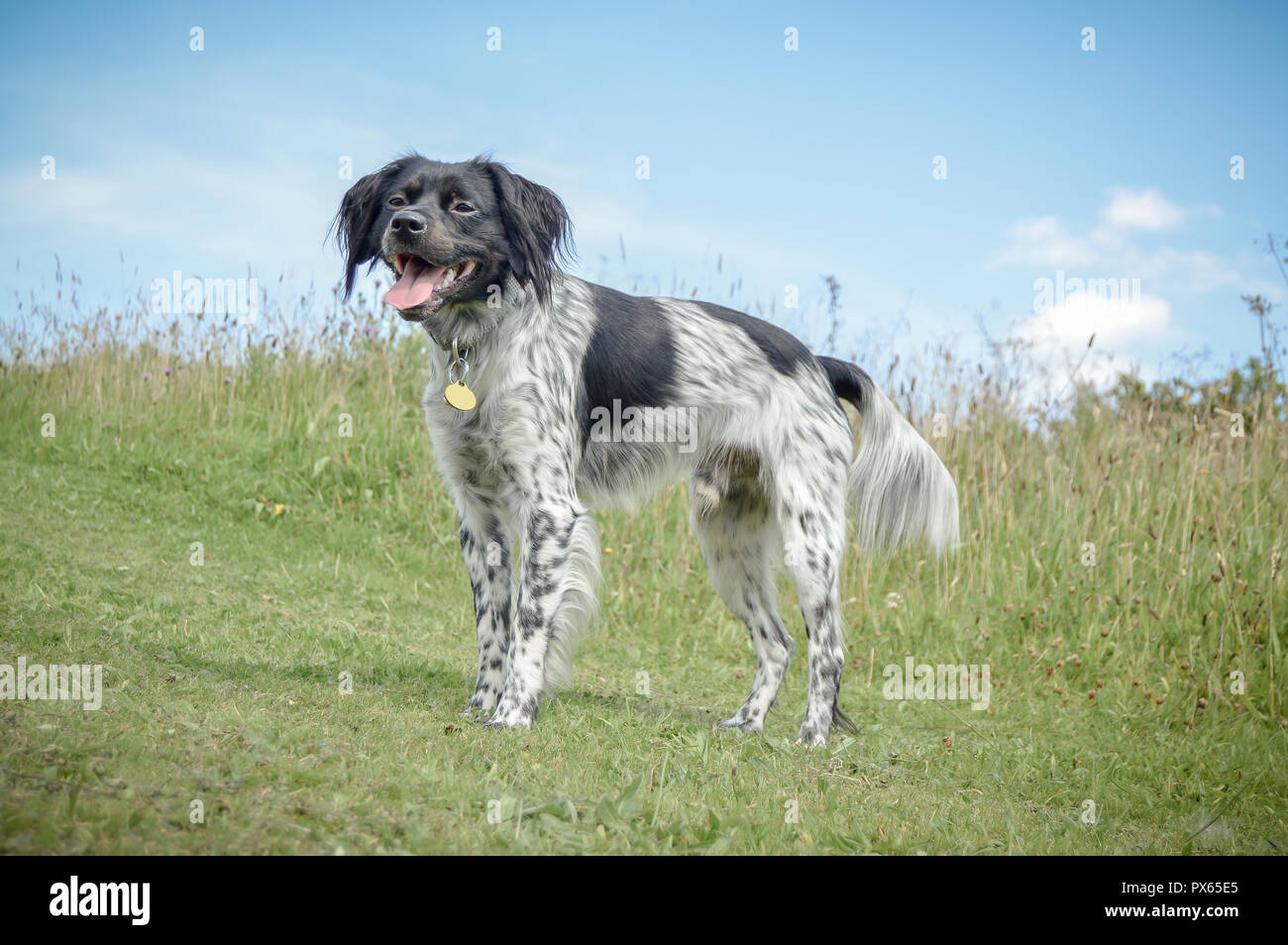 male brittany spaniel