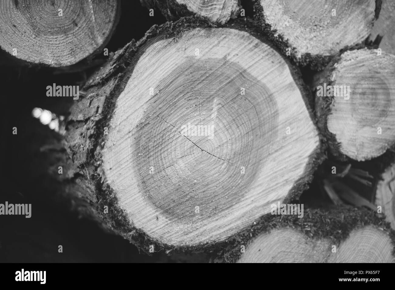 Cut Logs piled in stack/wall. Logging industry/Decoration Stock Photo