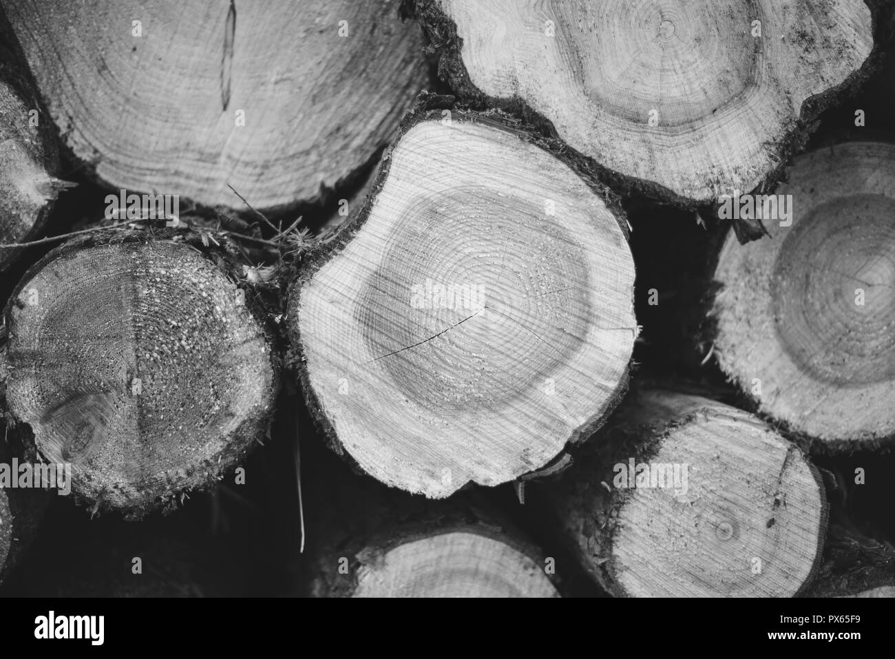 Cut Logs piled in stack/wall. Logging industry/Decoration Stock Photo