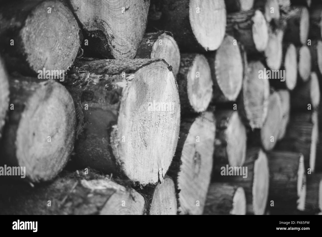 Cut Logs piled in stack/wall. Logging industry/Decoration Stock Photo