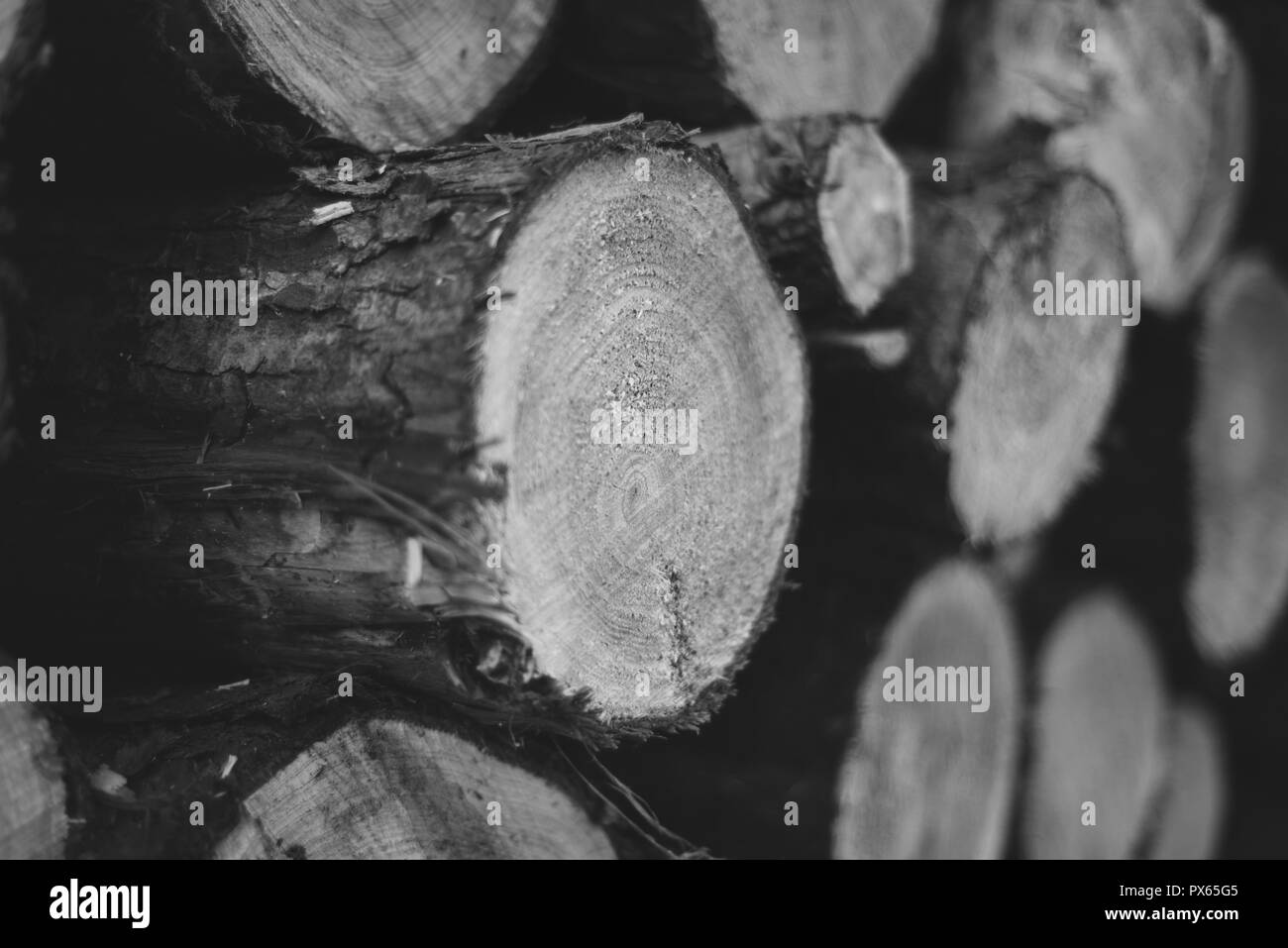 Cut Logs piled in stack/wall. Logging industry/Decoration Stock Photo