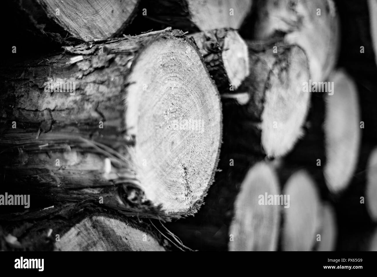 Cut Logs piled in stack/wall. Logging industry/Decoration Stock Photo