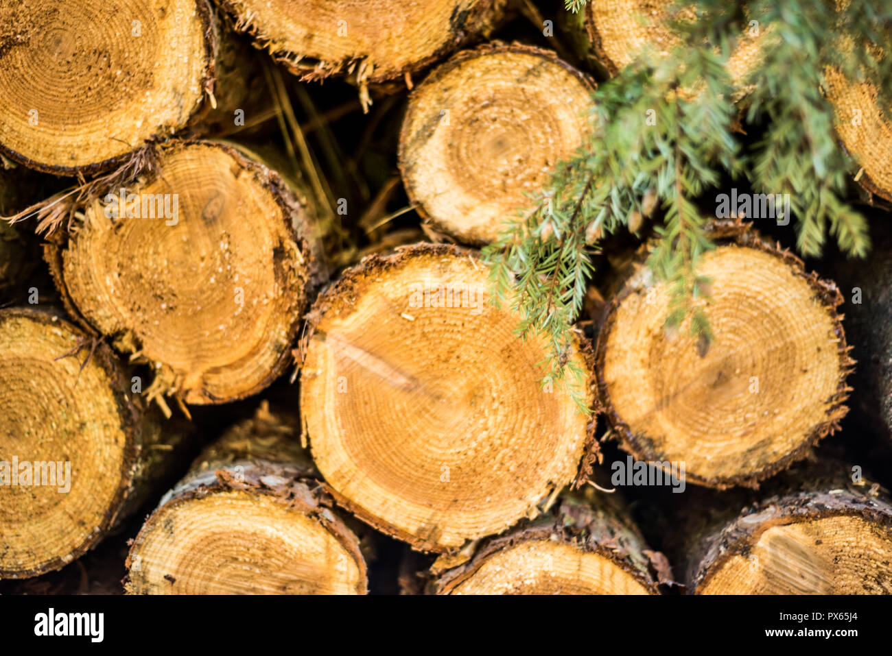 Cut Logs piled in stack/wall. Logging industry/Decoration Stock Photo