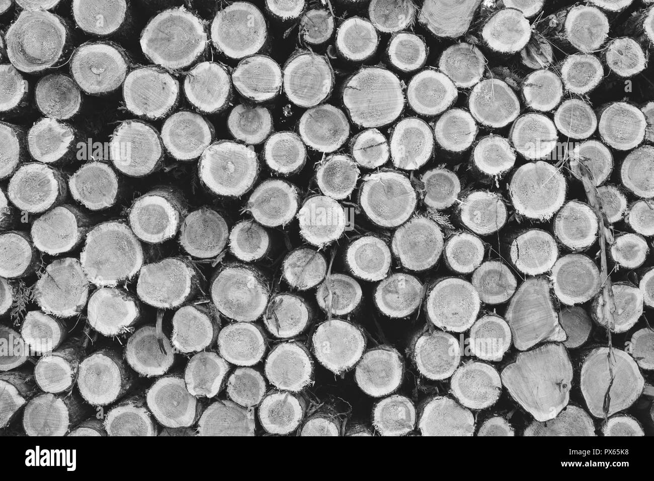 Cut Logs piled in stack/wall. Logging industry/Decoration Stock Photo