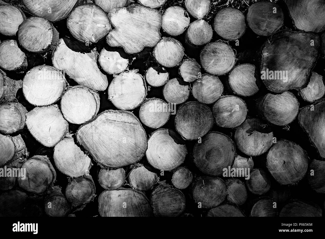 Cut Logs piled in stack/wall. Logging industry/Decoration Stock Photo