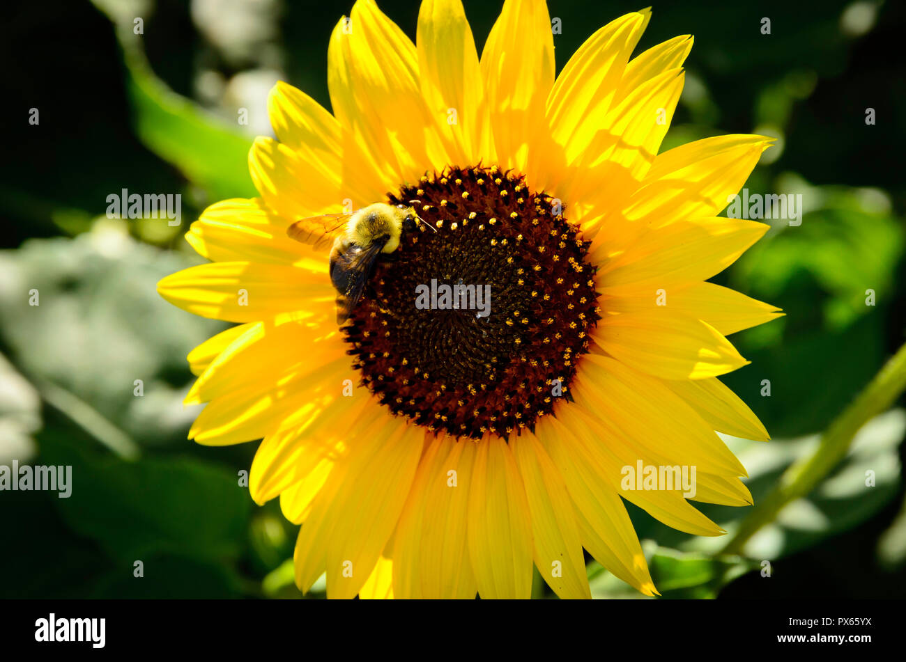 Honey bee gathering pollen from a sunflower Stock Photo - Alamy