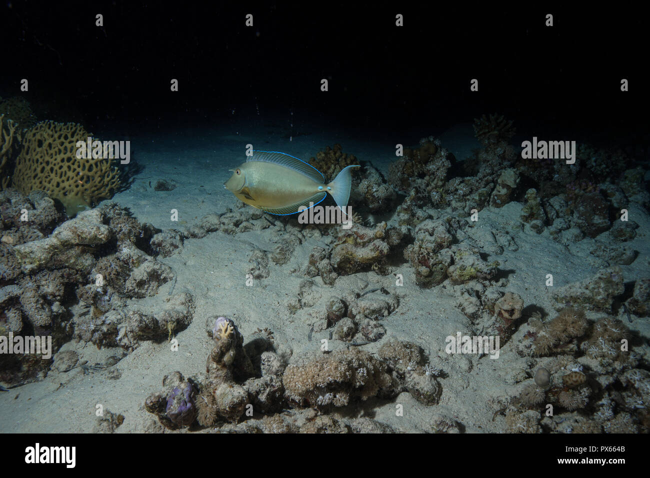 unicorn fish at the Red Sea Stock Photo Alamy