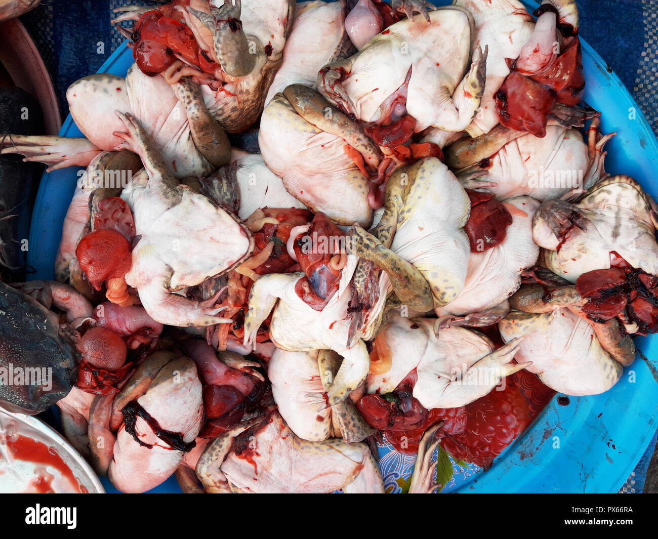 Group of frogs was eviscerated in a tray at the market , Frog die for sale  to consumers , Good meat from amphibians Stock Photo - Alamy