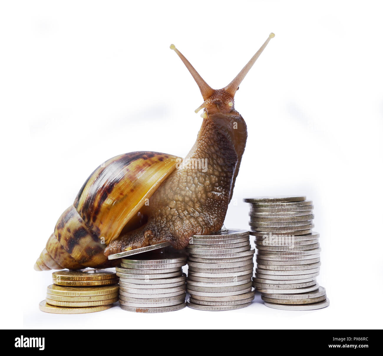 Snail climbing  the pile of coins on white background , Financial with development and commit business concept , Slow economic growth Stock Photo