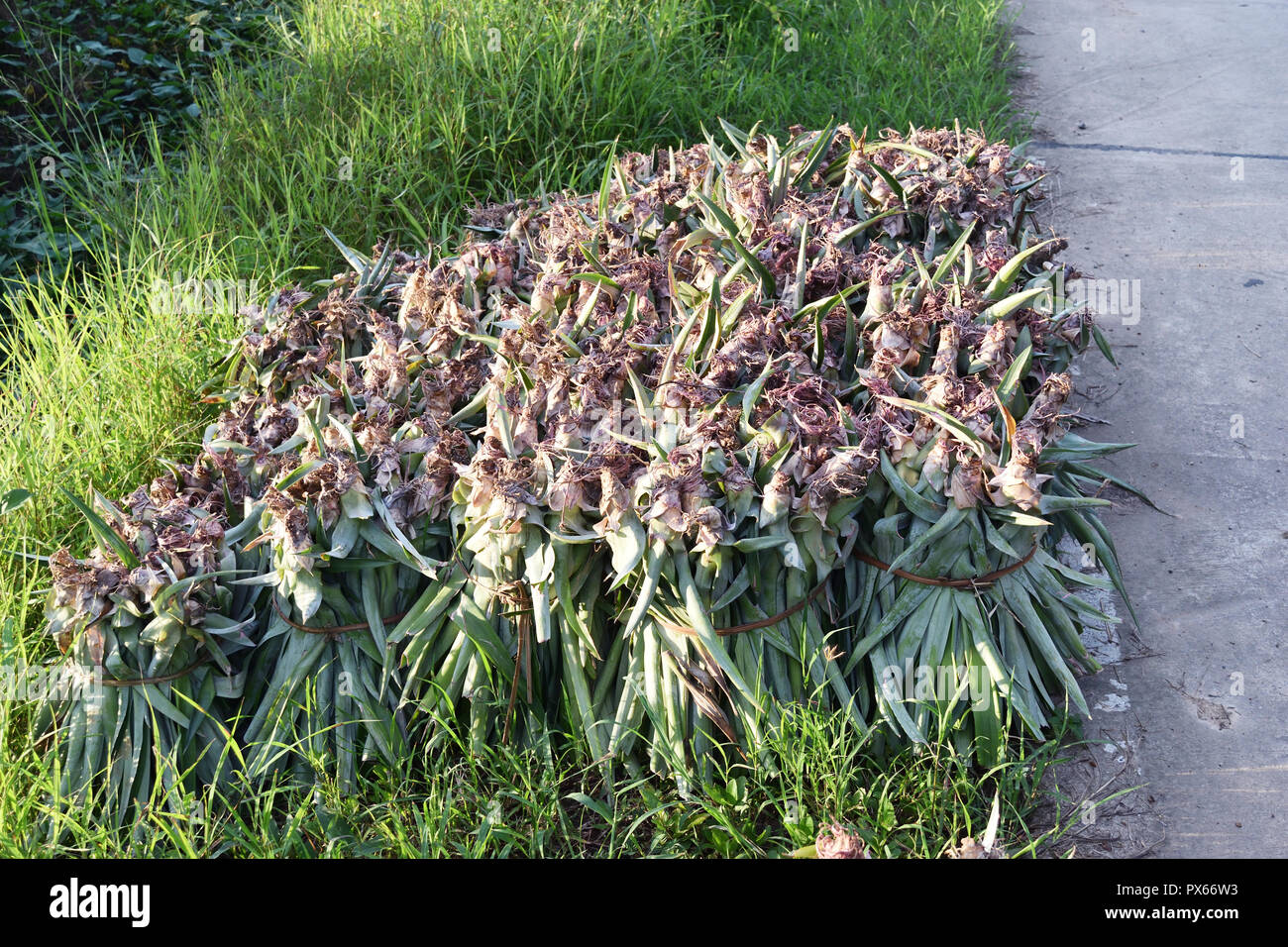 Pineapple trees are tied up at the concrete roadside , Plant waiting to be planted Stock Photo