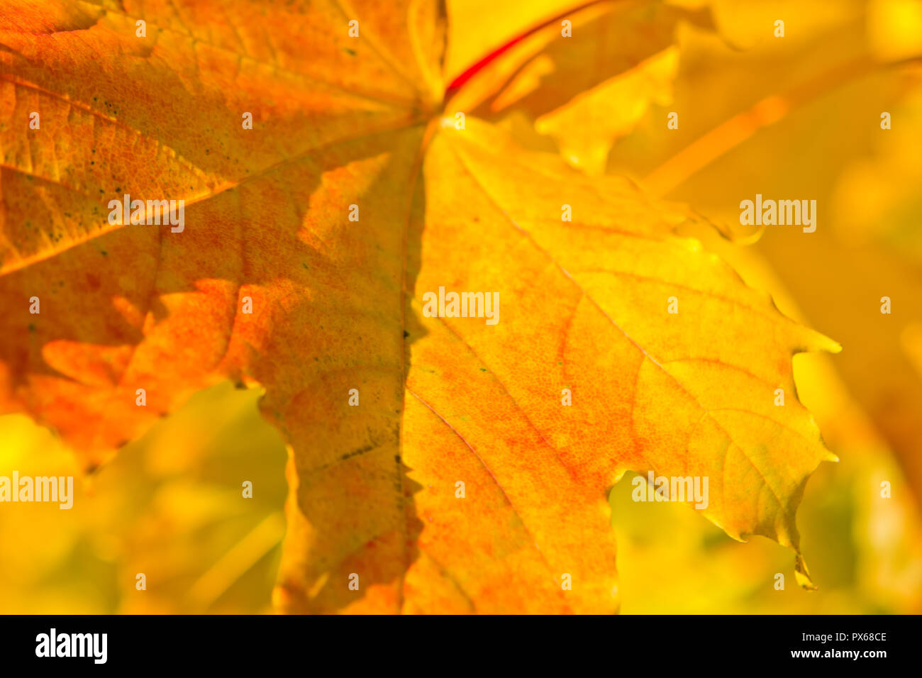 bright colorful maple autumn leaf pattern background Stock Photo - Alamy