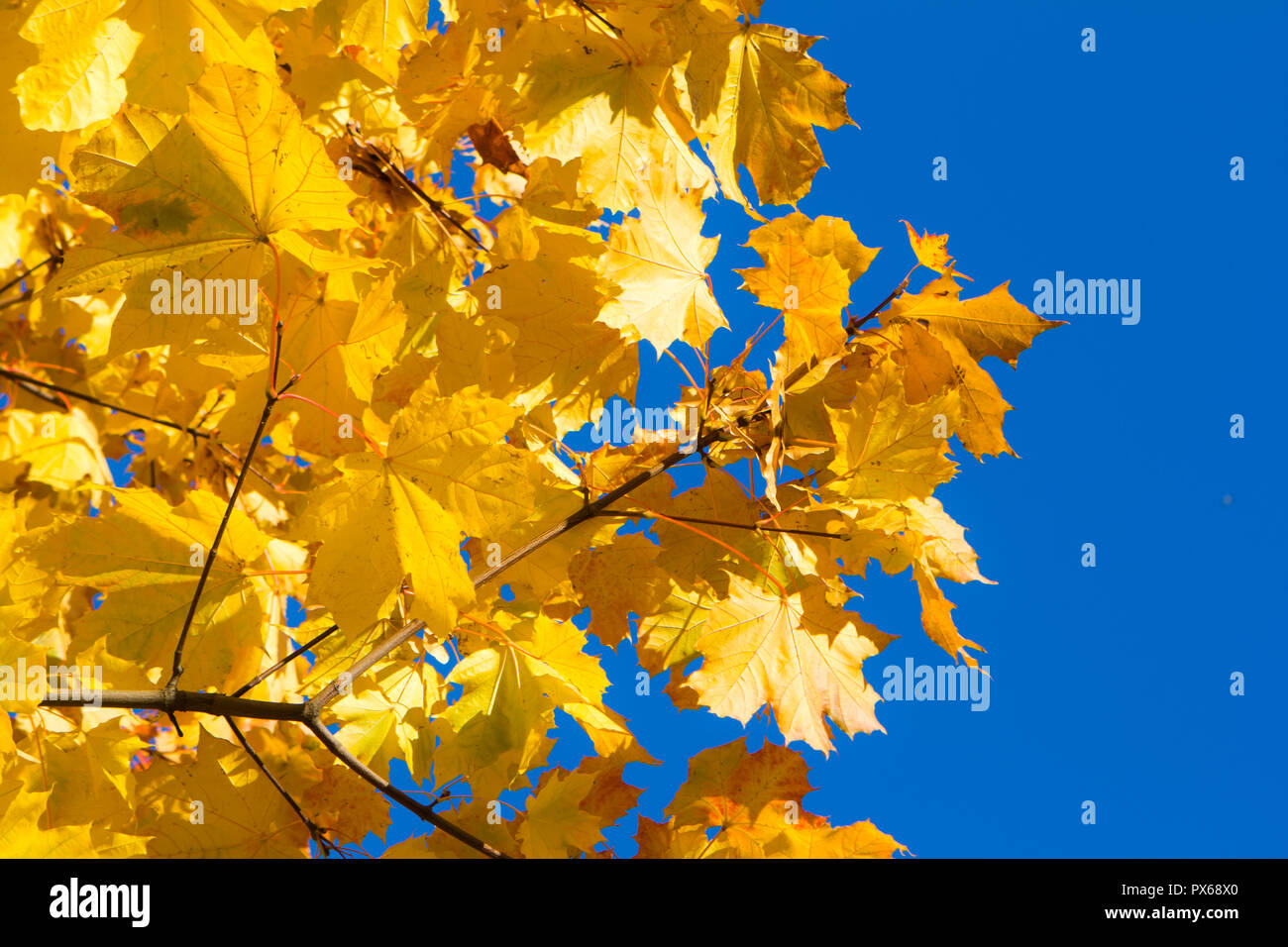 bright yellow and orange color maple leaves on blue sky background ...