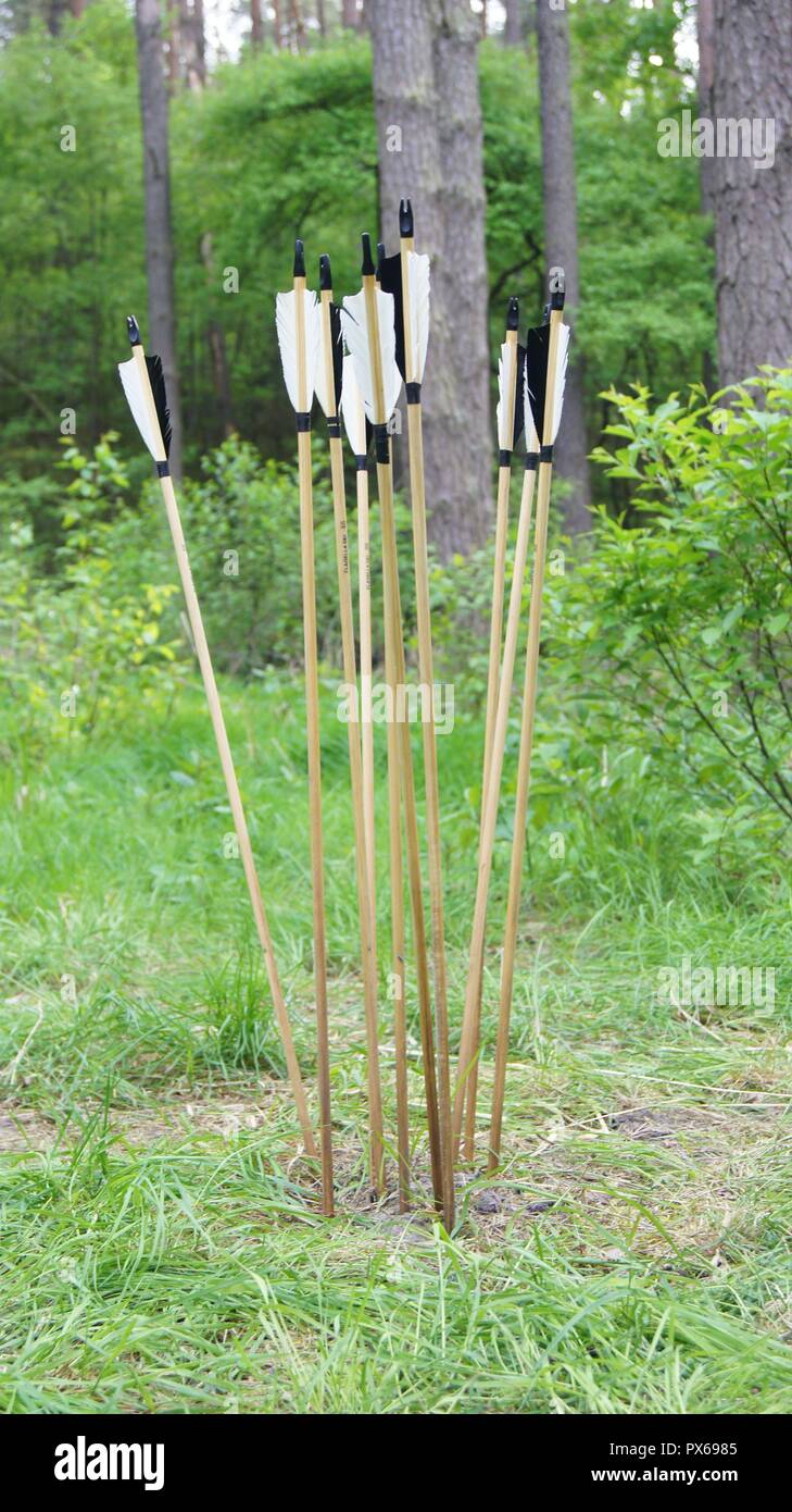 Arrows sticked into the ground with black and white fletching. Forest background. Stock Photo