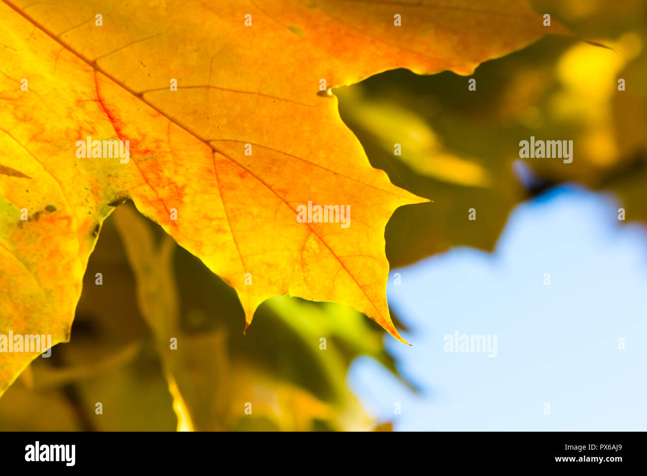 Bright orange maple leaf hi-res stock photography and images - Alamy