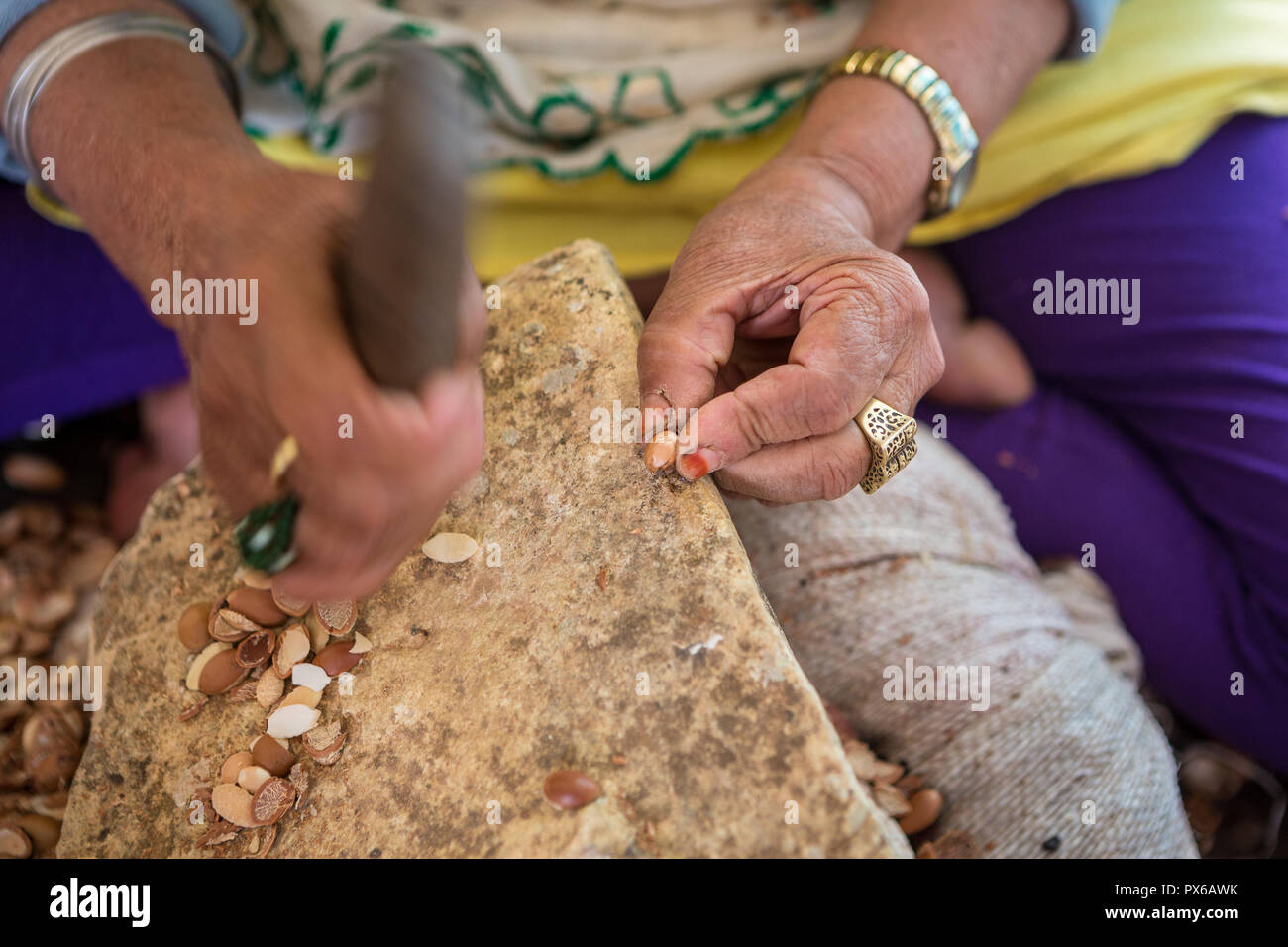 Close-up of hands of Moroccan women breaking Argan nuts (Argania spinosa) in cooperative in Morocco. This fruit is used as cosmetics and food. Stock Photo