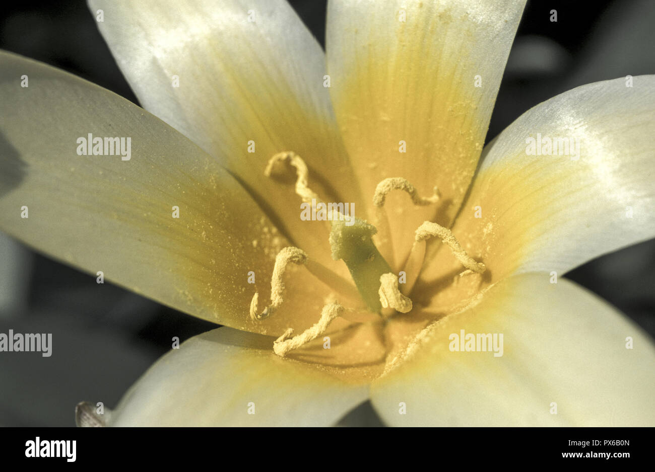 Wild tulip, Austria, Vienna, 3. district, alpine garden Stock Photo