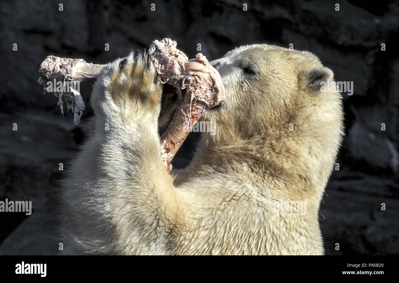 Ice bear, feeding von bone, Austria, Vienna, 13. district, Schoenbrunn zoo Stock Photo