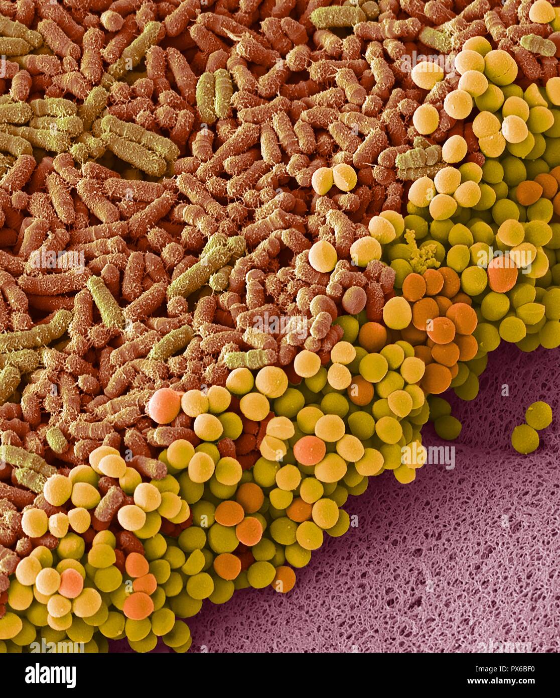 Faecal bacteria. Scanning electron micrograph (SEM) of bacteria
