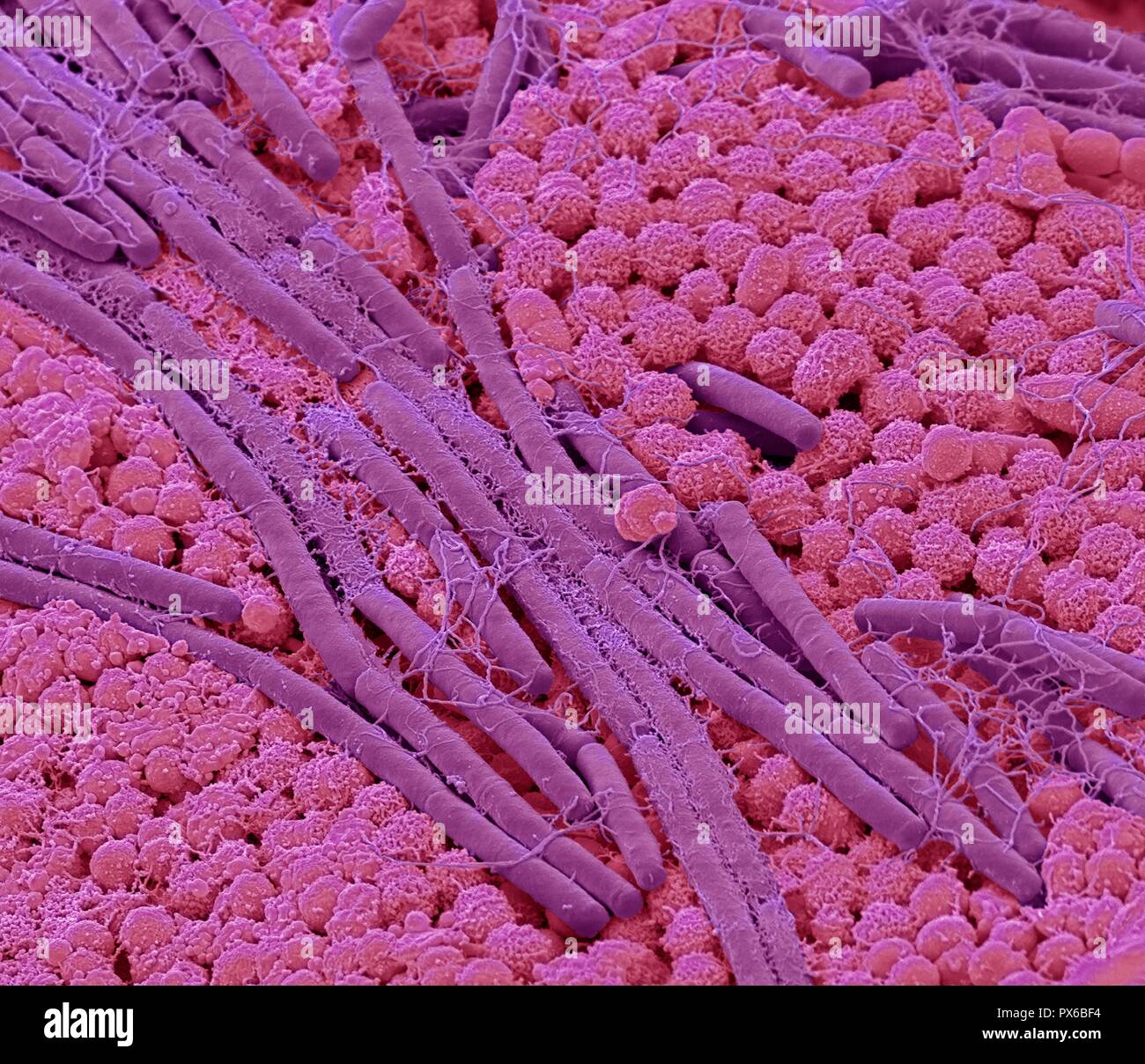 Magnification tongue hi-res stock photography and images - Alamy