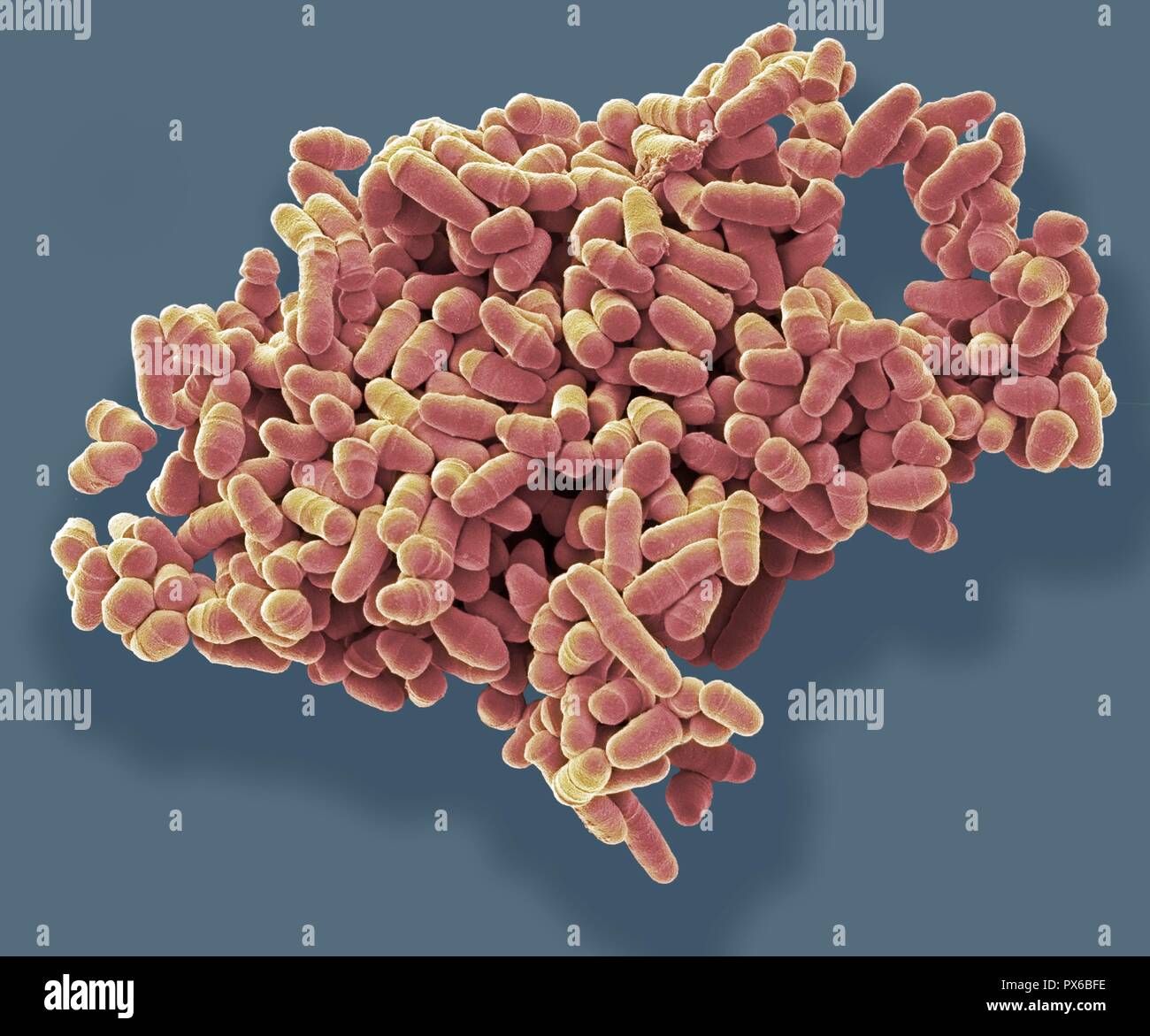 Yeast cells reproducing hires stock photography and images Alamy