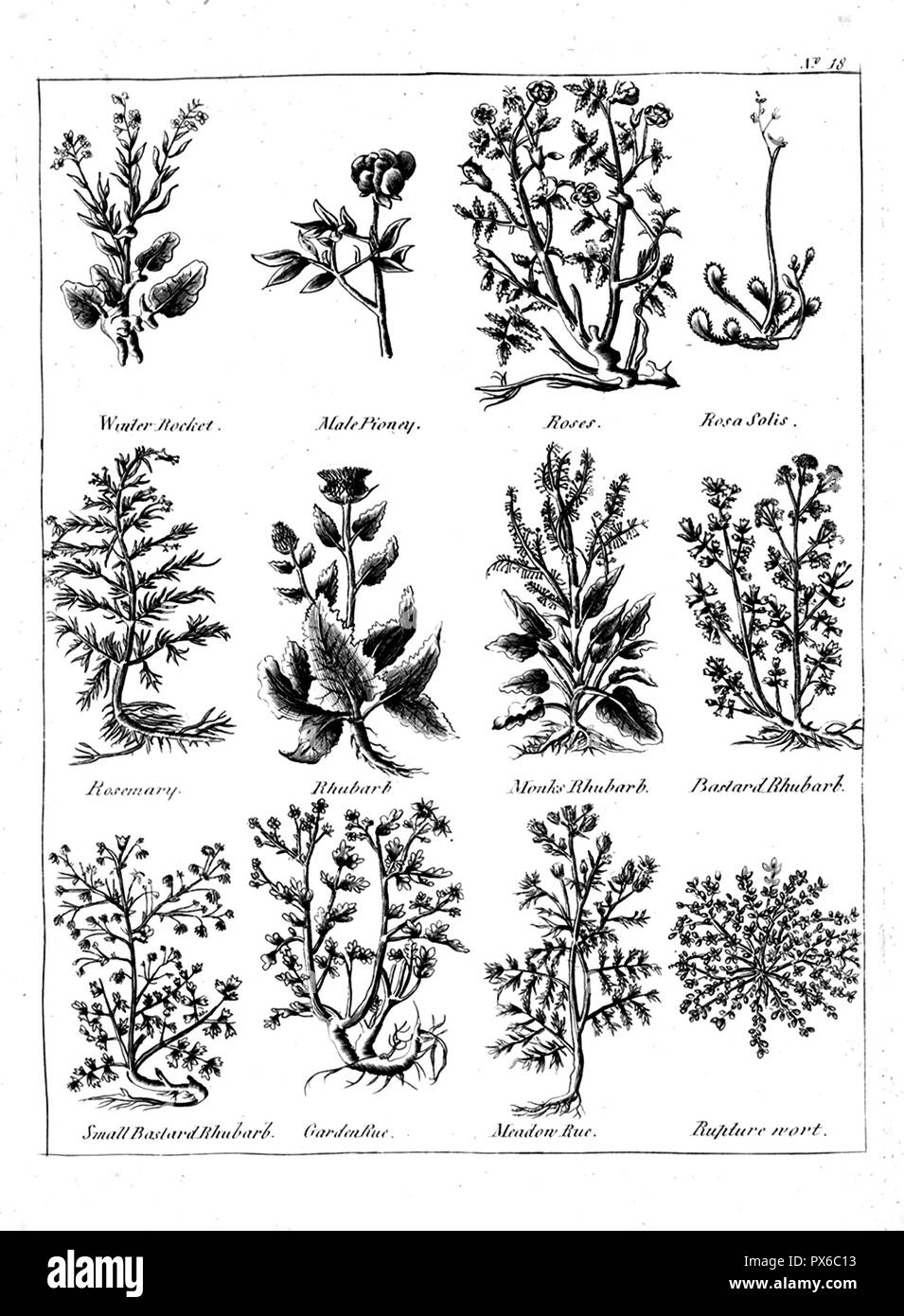 NICHOLAS CULPEPPER (1616-1654) English botanist, physician and astrologer. Page from his The English Physitian (1652) later called The Complete Herbal Stock Photo