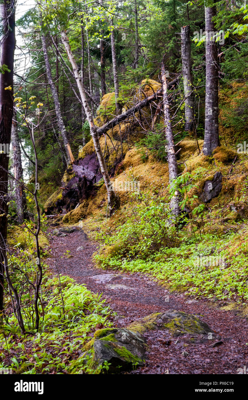 The Coastal Trail or Sentier Côtier walking route at Terra Nova National Park, Newfoundland. Stock Photo